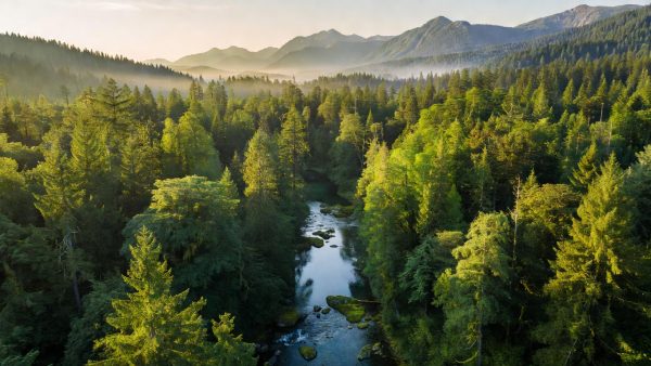 44 Million Acres at Risk: Trump's Forest Rollbacks and the Global Fight for Climate Resilience