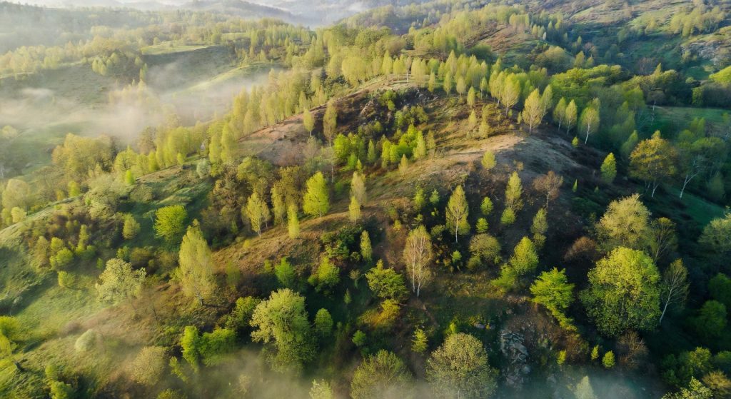 Google, Meta and McKinsey Back a 131,000-Tonne Reforestation Deal in Appalachia — What It Means for Corporate Climate Strategy