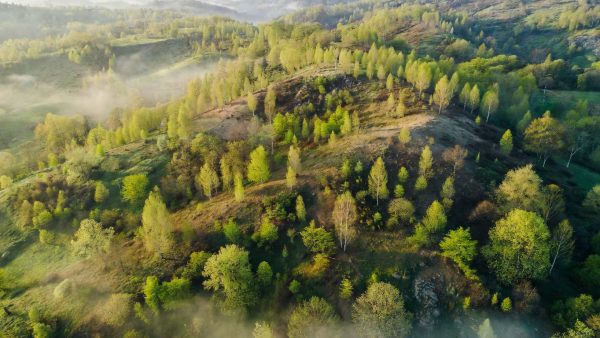 Google, Meta and McKinsey Back a 131,000-Tonne Reforestation Deal in Appalachia — What It Means for Corporate Climate Strategy