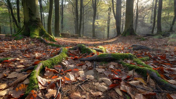 Microplastics in Forest Ecosystems: What the Latest Science Means for ESG and Corporate Responsibility