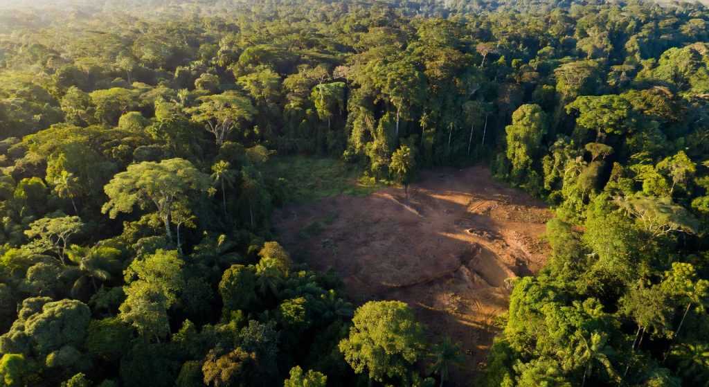 Africa's Forests Now Emit More Carbon Than They Absorb — What It Means for ESG and Global Climate Goals