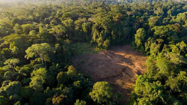 Africa's Forests Now Emit More Carbon Than They Absorb — What It Means for ESG and Global Climate Goals