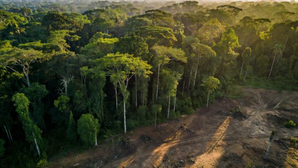 Africa's Forests Are Now Emitting Carbon: What It Means for ESG and Climate Finance