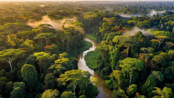 Africa's Forests Are Now Emitting Carbon: What This Means for the Global Climate