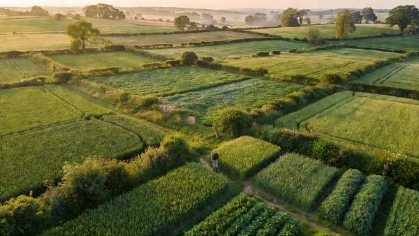 Gene Editing, Regenerative Farming, and Corporate Deals: How Food Systems Are Being Rewired