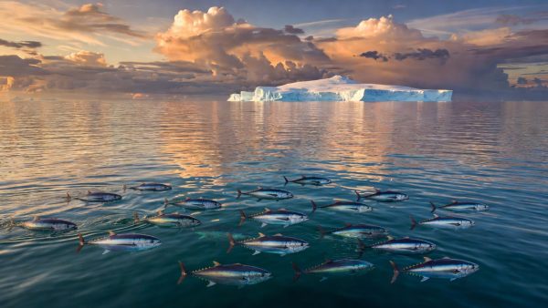From a $3.2 Million Tuna to Endangered Penguins: The True Cost of Our Climate and Biodiversity Crisis