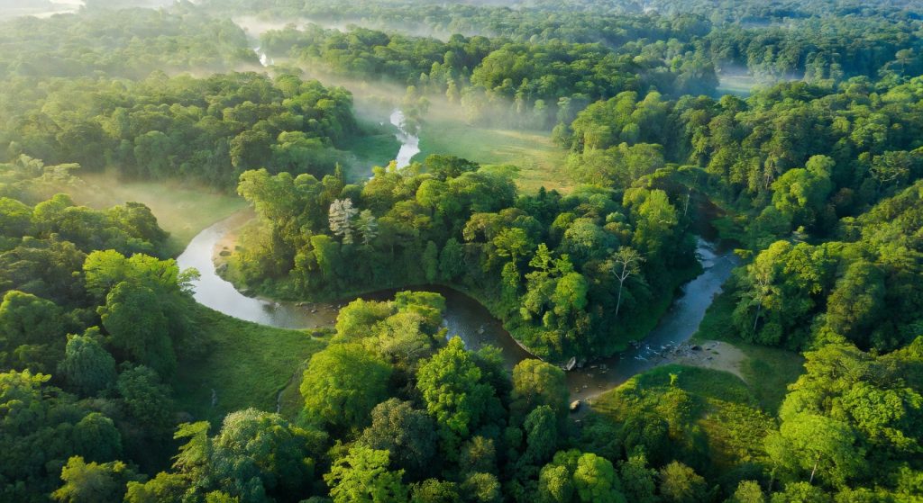 Carbon Removal, Corporate Targets, and Supply Chain Gaps: Where ESG Stands in 2025
