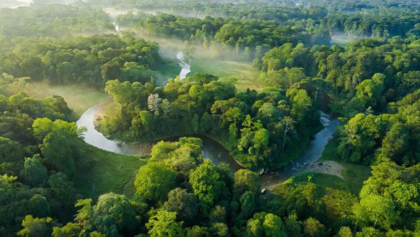 Carbon Removal, Corporate Targets, and Supply Chain Gaps: Where ESG Stands in 2025