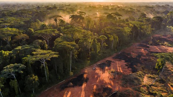 Africa's Forests Are Now Carbon Emitters: What This Means for Global Climate Targets