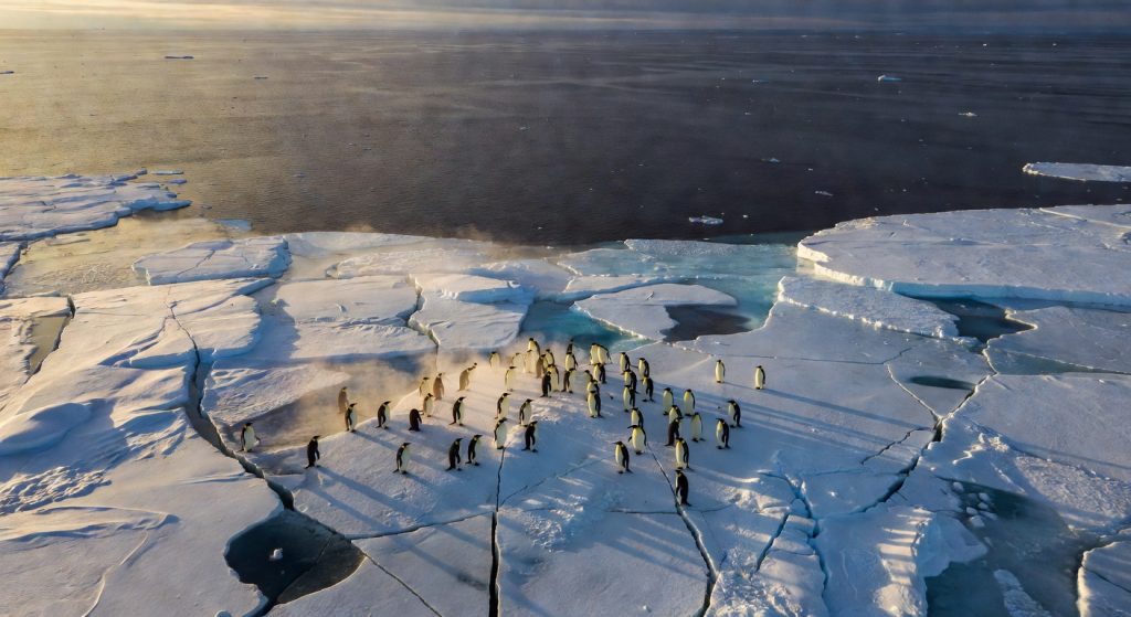 U.S. Climate Policy in Freefall: What Record Heat, Endangered Penguins, and Rising Seas Mean for the World