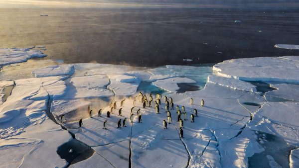 U.S. Climate Policy in Freefall: What Record Heat, Endangered Penguins, and Rising Seas Mean for the World