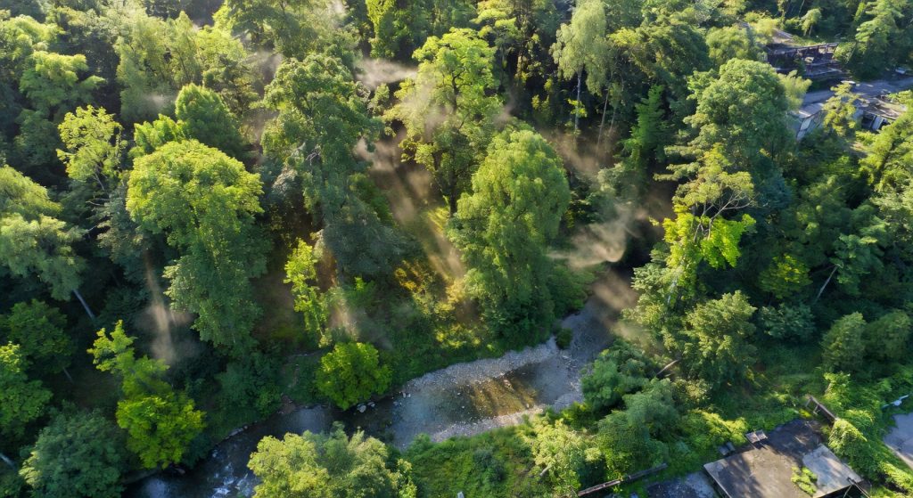 Forests, Water, and AI: How 2025's Green Signals Are Reshaping ESG Strategy