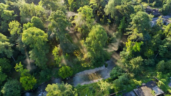 Forests, Water, and AI: How 2025's Green Signals Are Reshaping ESG Strategy