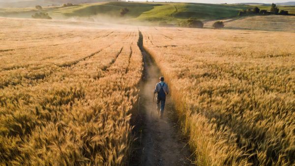 Gene-Edited Wheat and Regenerative Agriculture: A New Era for Global Food Systems