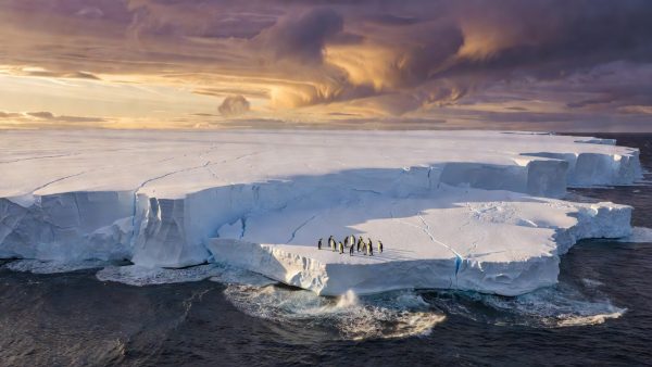 Climate at a Crossroads: EU Carbon Market Reform, Record Heat, and the Species We Are Losing