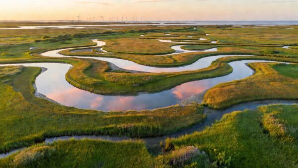 Endangered Species Protections Gutted in the U.S. While the World Races to Phase Out Fossil Fuels